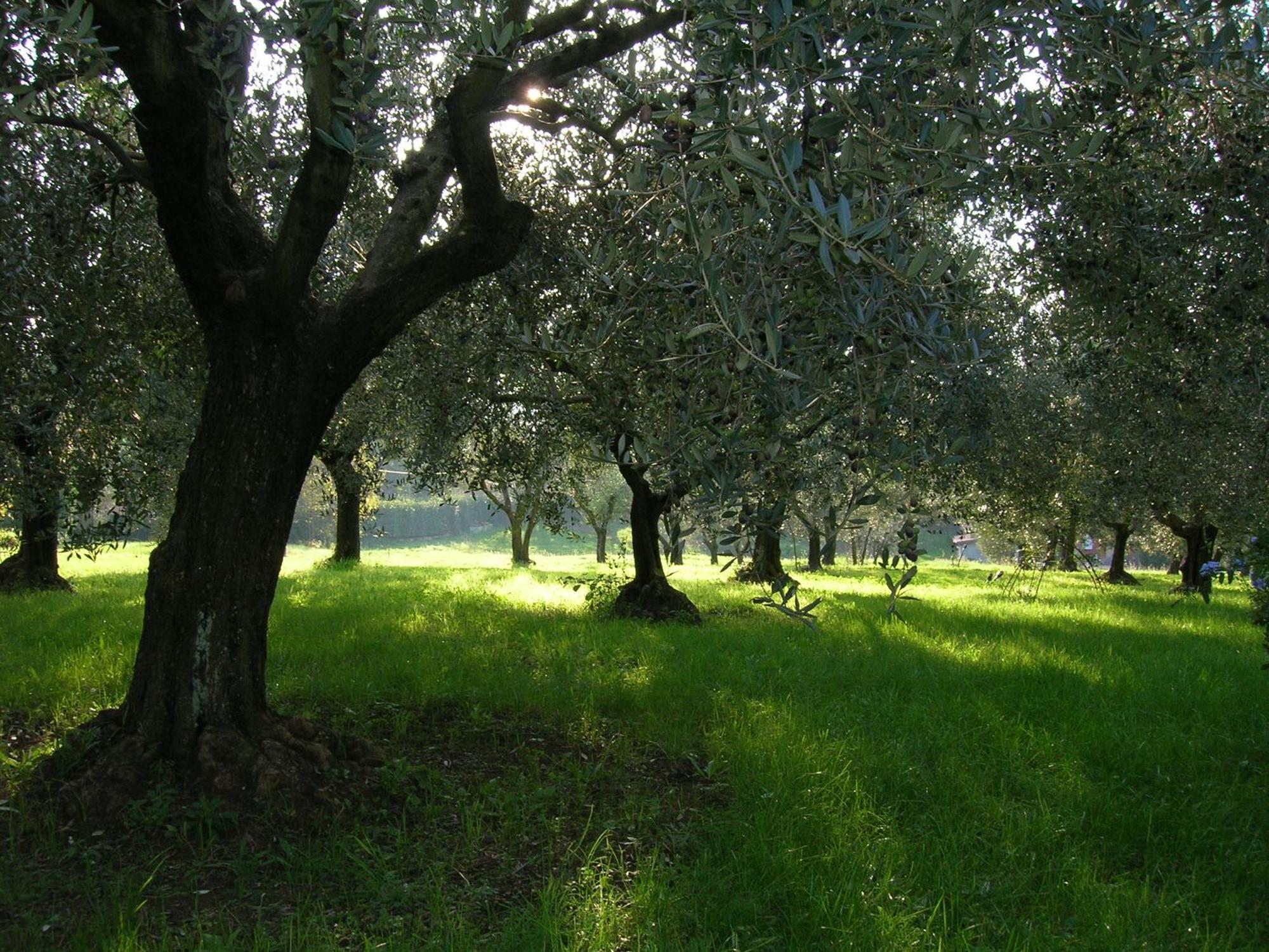 Olive Tree Hill Bed & Breakfast Zagarolo Eksteriør bilde